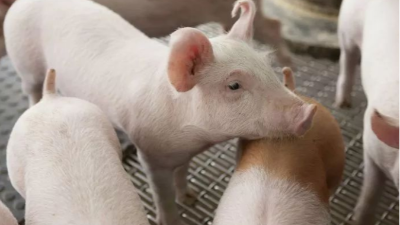 仔豬拉稀 仔豬拉稀