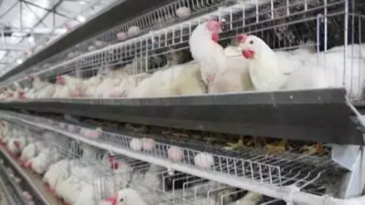 蛋雞腹瀉 蛋雞腹瀉