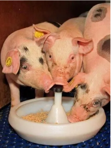 仔豬腹瀉 仔豬腹瀉