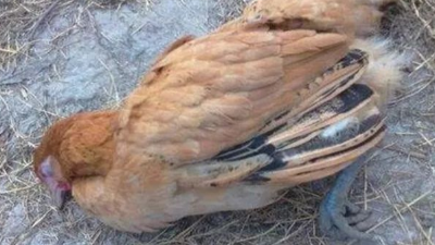 雞為什么生病